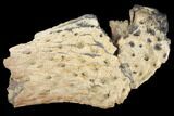 Cretaceous Crocodile Jaw Section - South Dakota #133340-1